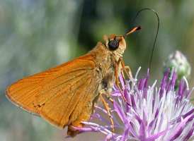 Delaware Skipper